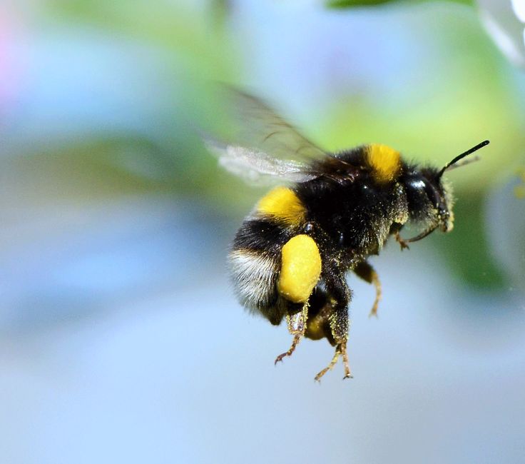 Poem: Bumblebees Are Made of Ash