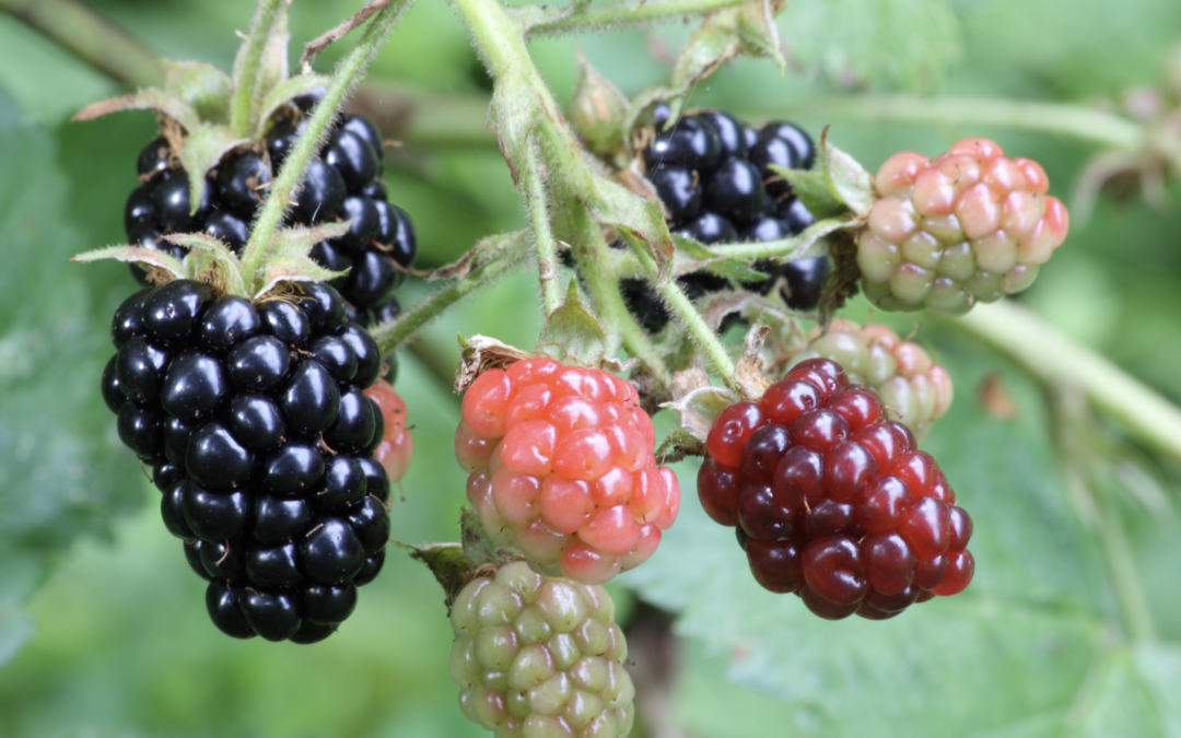 Poem: Blackberry-Picking, by Seamus Heaney
